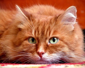Кастрация кота