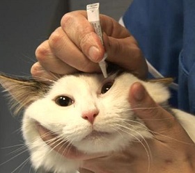 Кастрация кота
