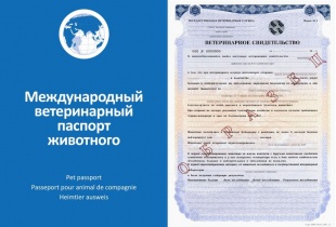 Вакцинация кошек